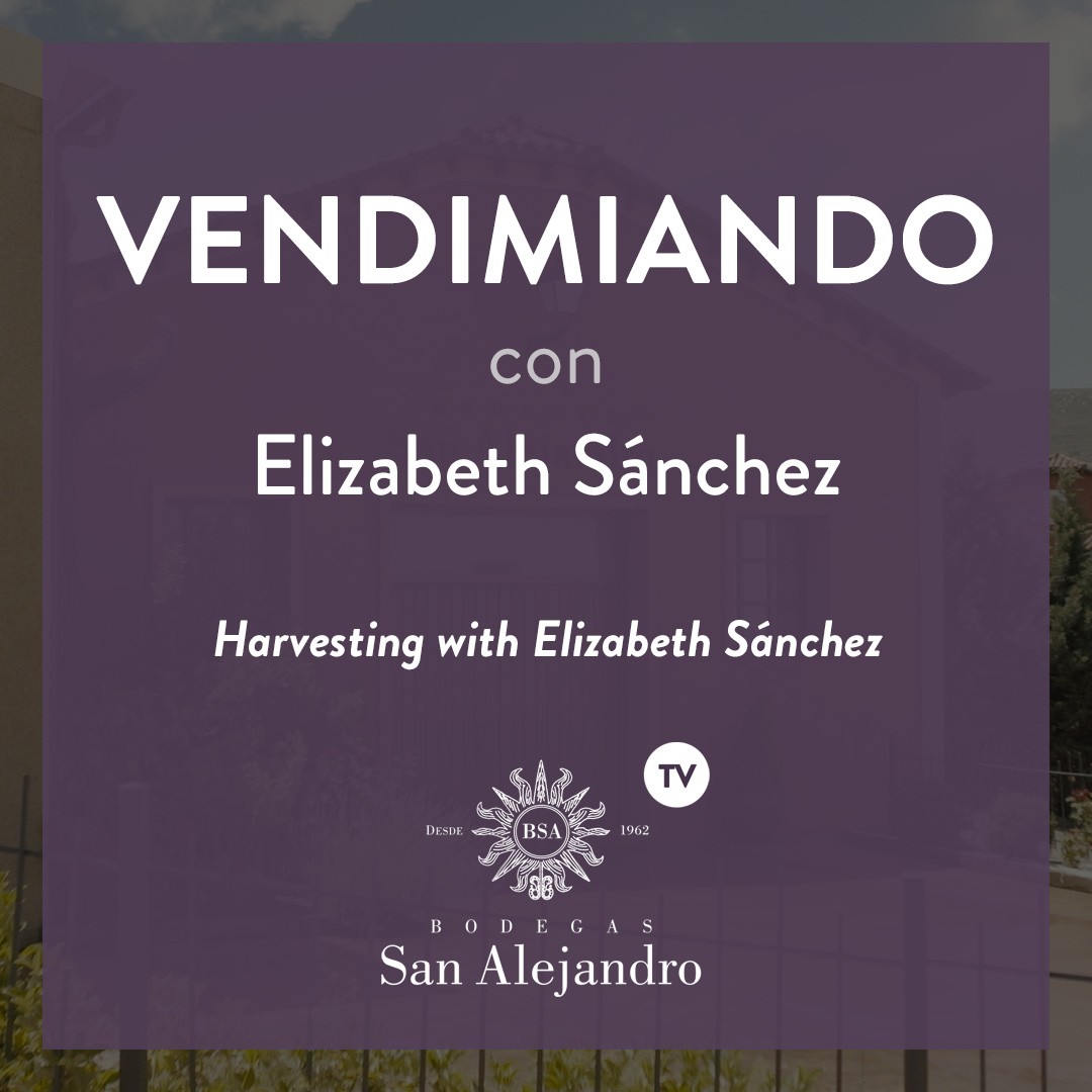 Bodegas San Alejandro harvest Harvest Bodegas San Alejandro