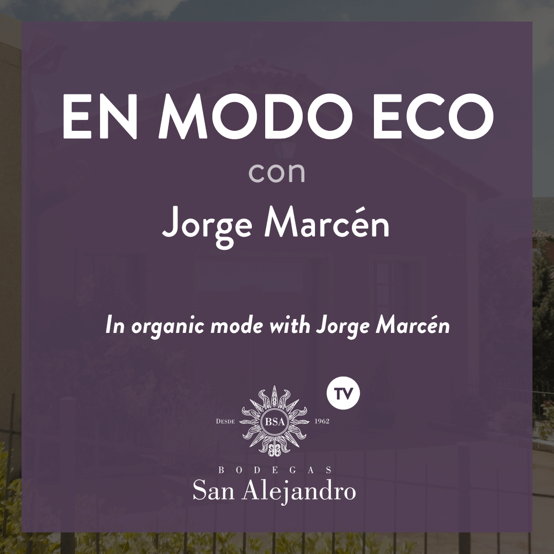 Organic vineyard Bodegas San Alejandro Organic Garnacha