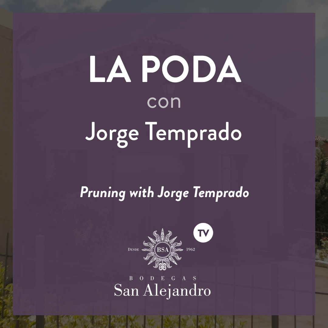 Pruning vineyard Garnacha