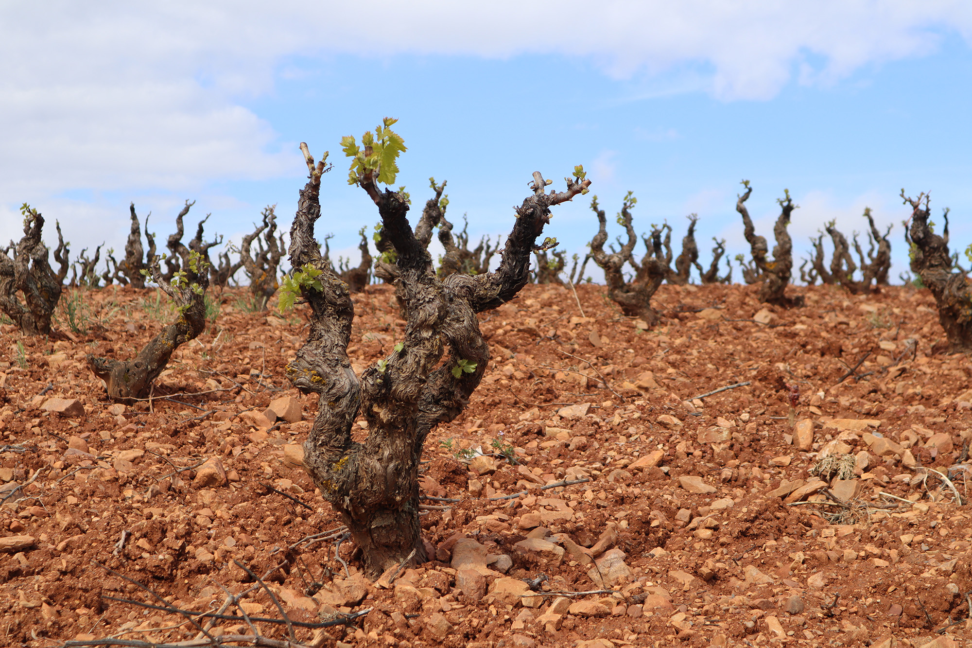 Bodegas San Alejandro, la bodega con mayor extensión de viñedo ecológico de Aragón